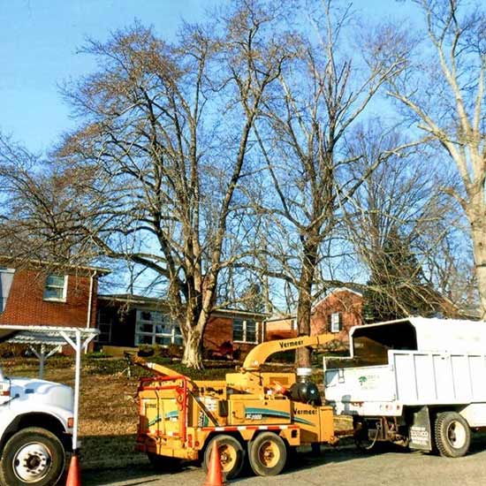 Tree Services — Company Trucks and Equipments in Louisville, KY