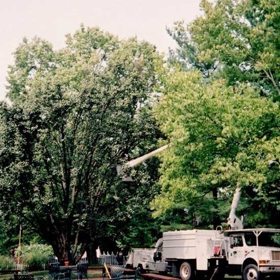 Healthy Trees — Frontyard Trees in Louisville, KY Healthy Trees — Frontyard Trees in Louisville, KY