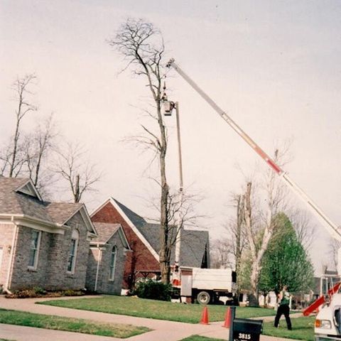 Tree Specialists — Tall Tree in Louisville, KY