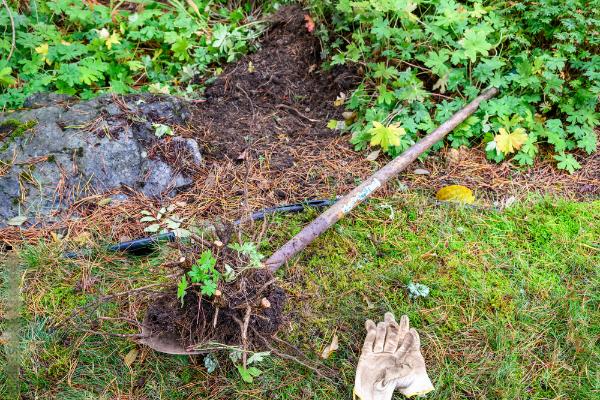 Rusted shovel and leather work gloves alongside remains of a dead bush in a wet fall garden.