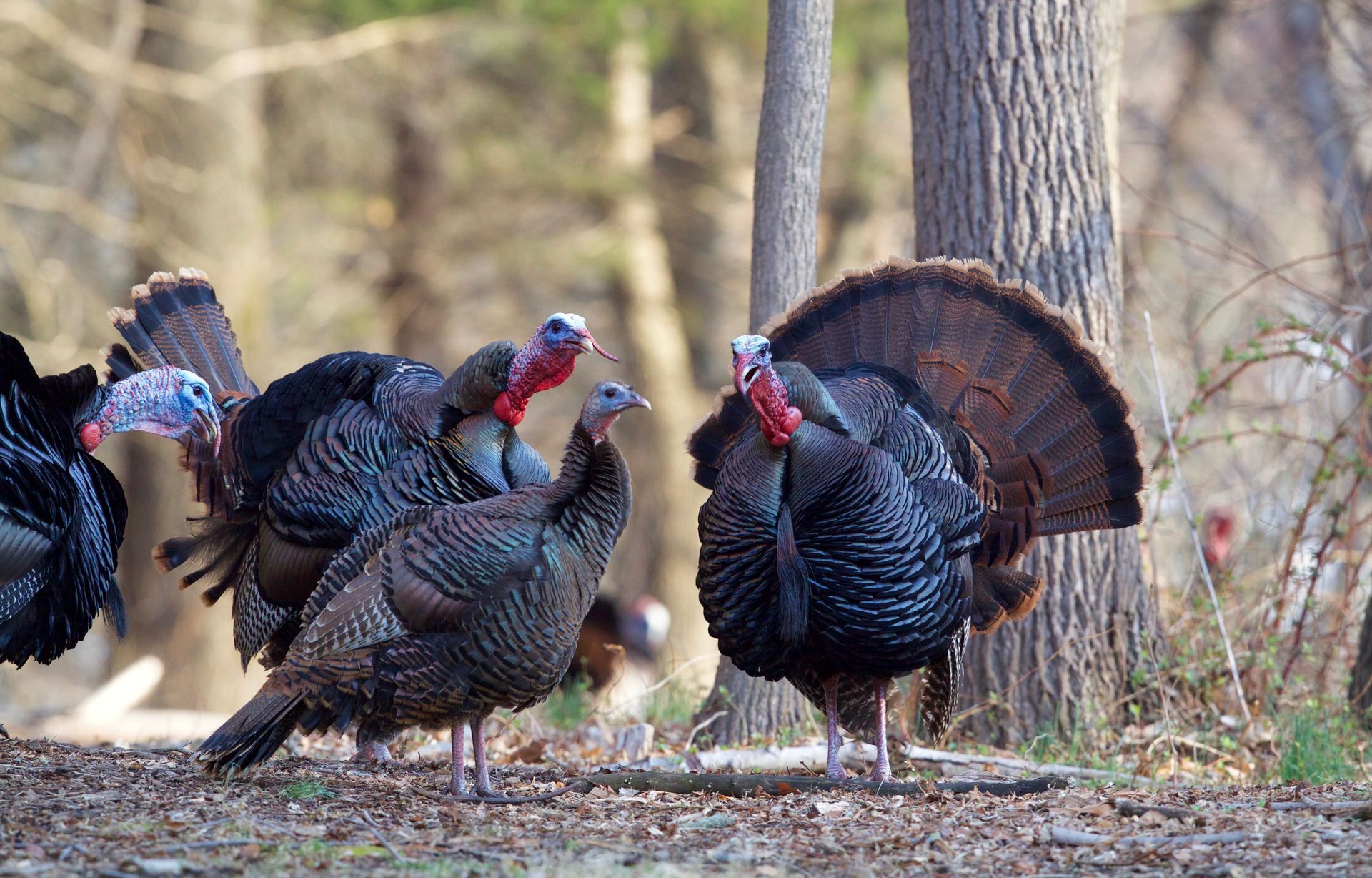 A group of turkeys are standing next to each other in the woods.