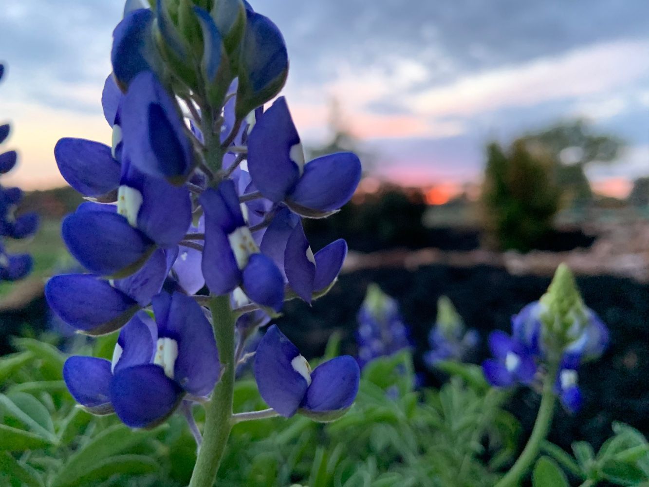 a close up of a bluebonnets with a sunset in the background