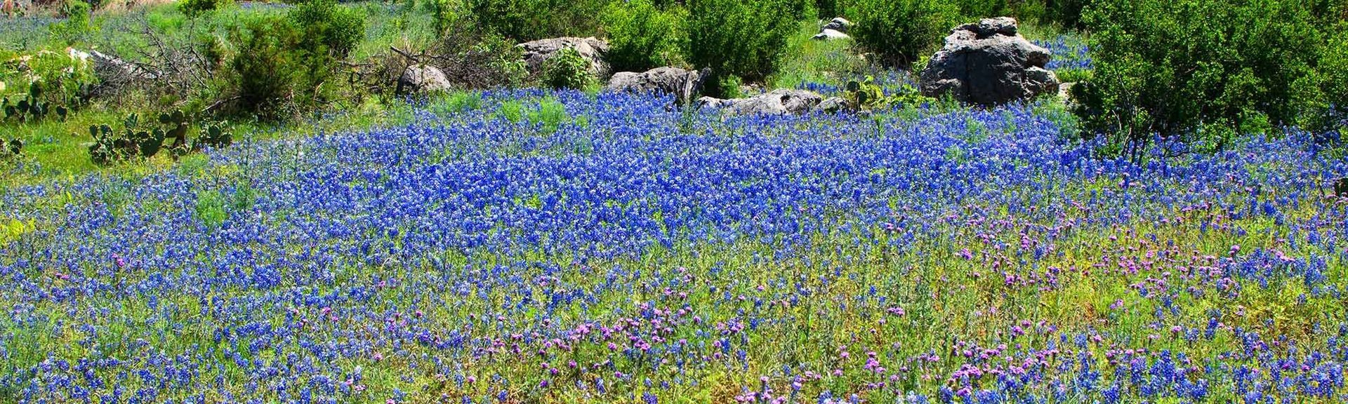 A field of blue flowers surrounded by greenery and rocks.