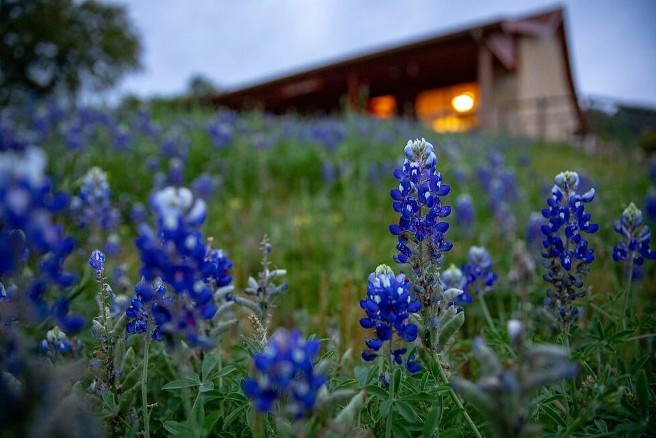 A field of blue flowers with a house in the background.