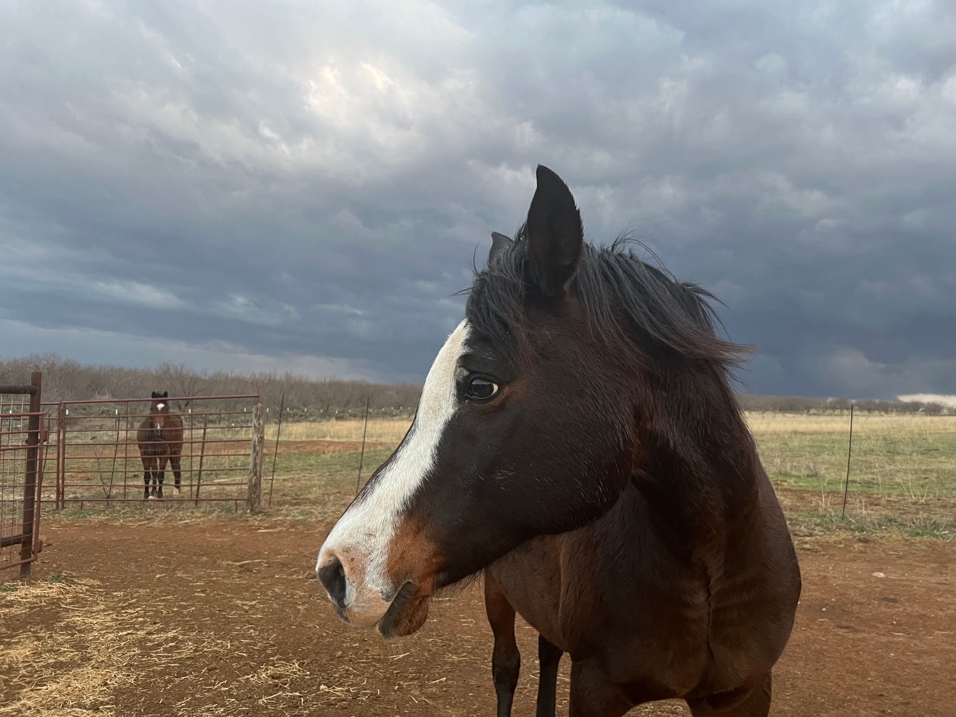 A brown horse with a white spot on its face is standing in a dirt field.