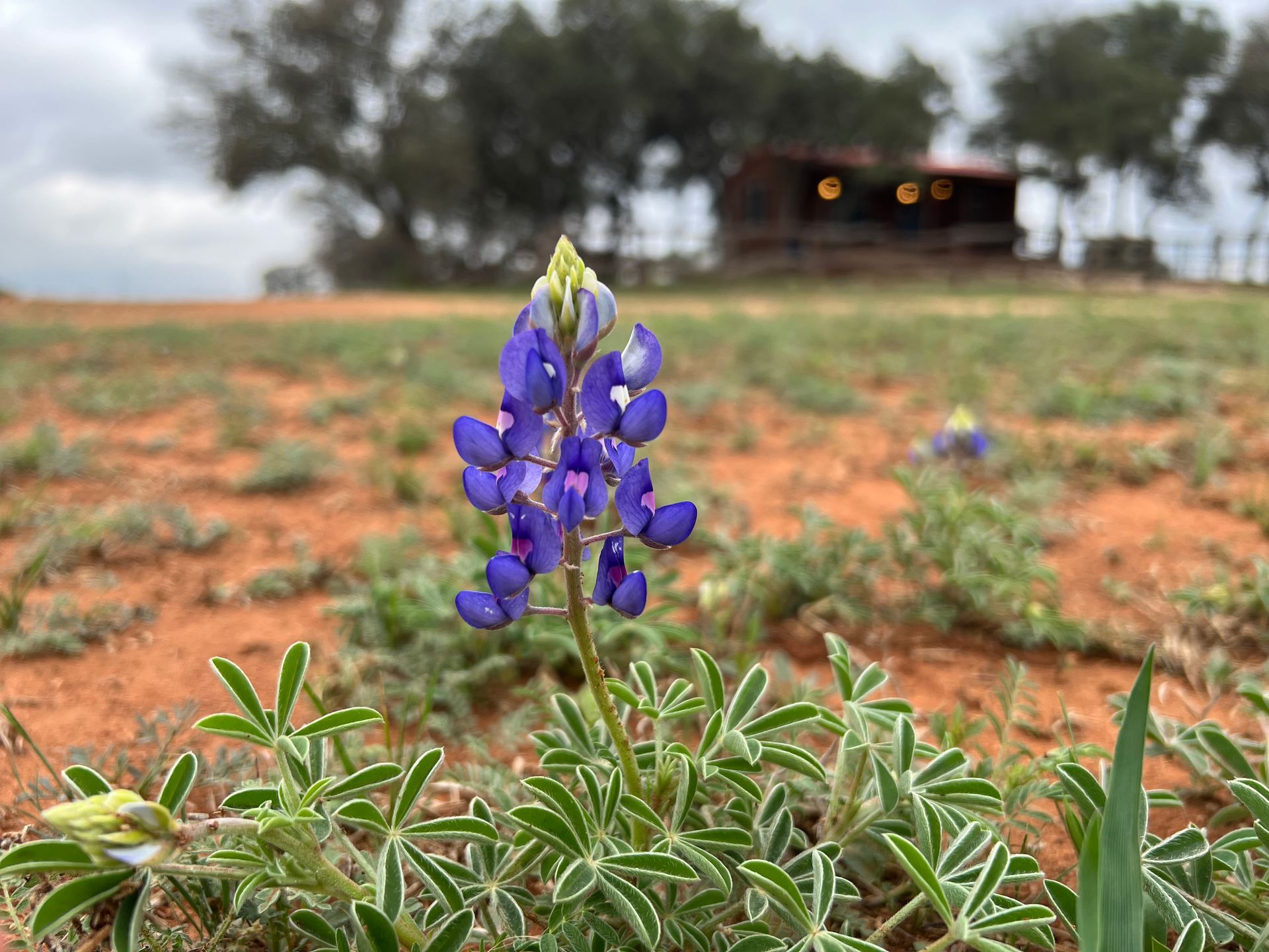 A close up of a purple flower in a field with a house in the background.