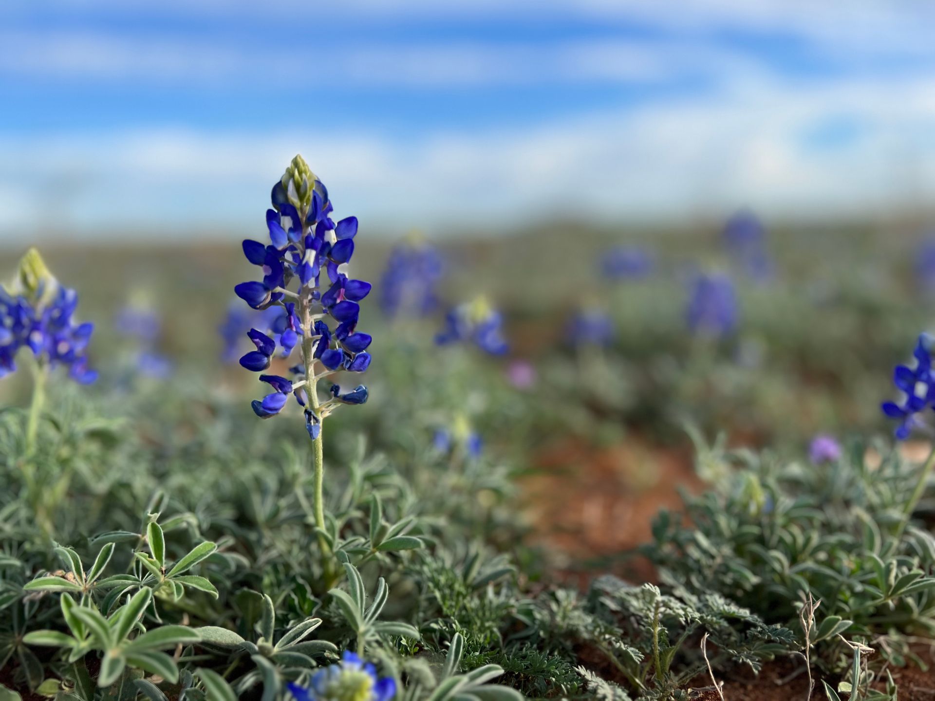 a field of blue bonnet flowers with a blue sky in the background .