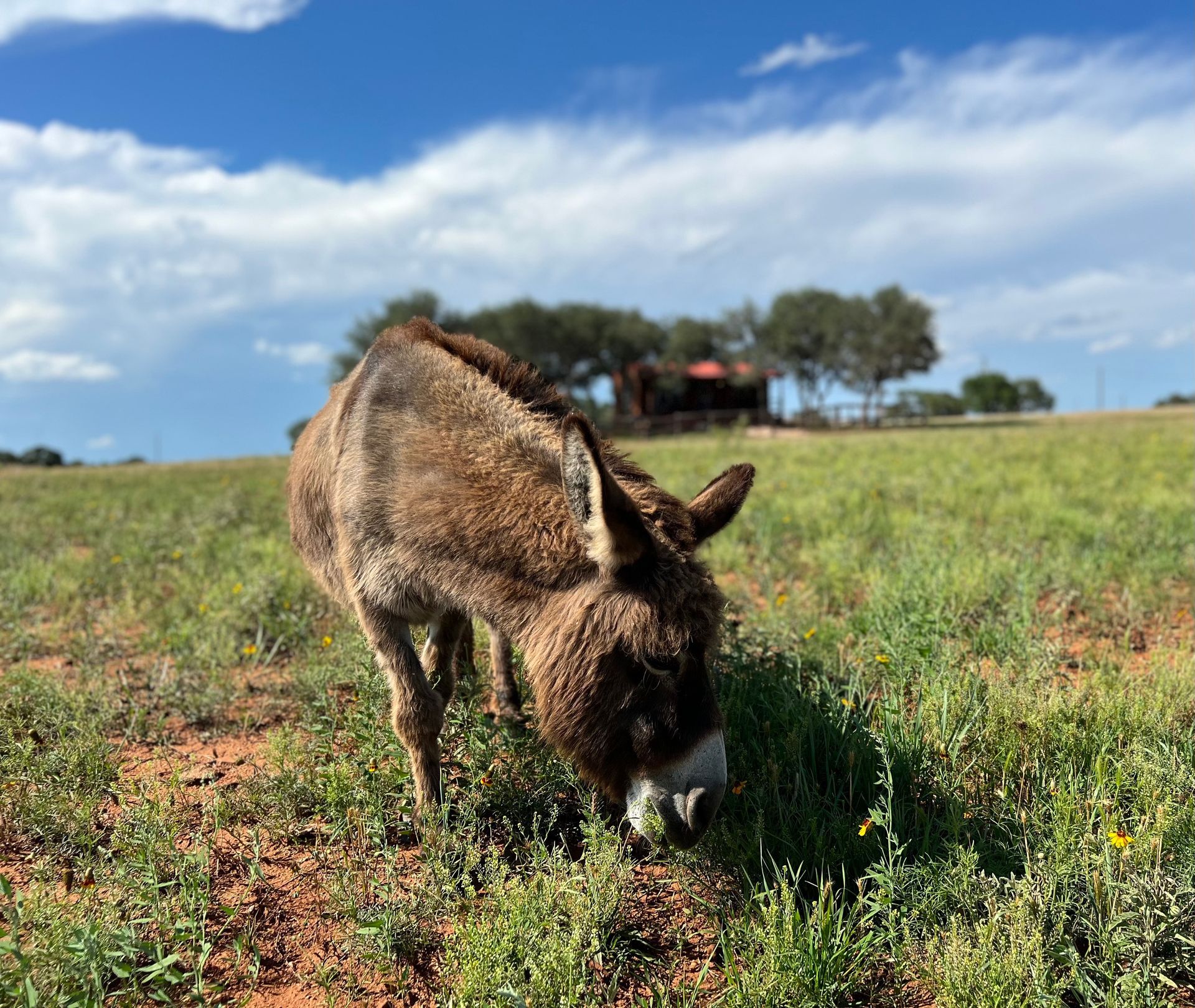 A donkey is grazing in a grassy field.