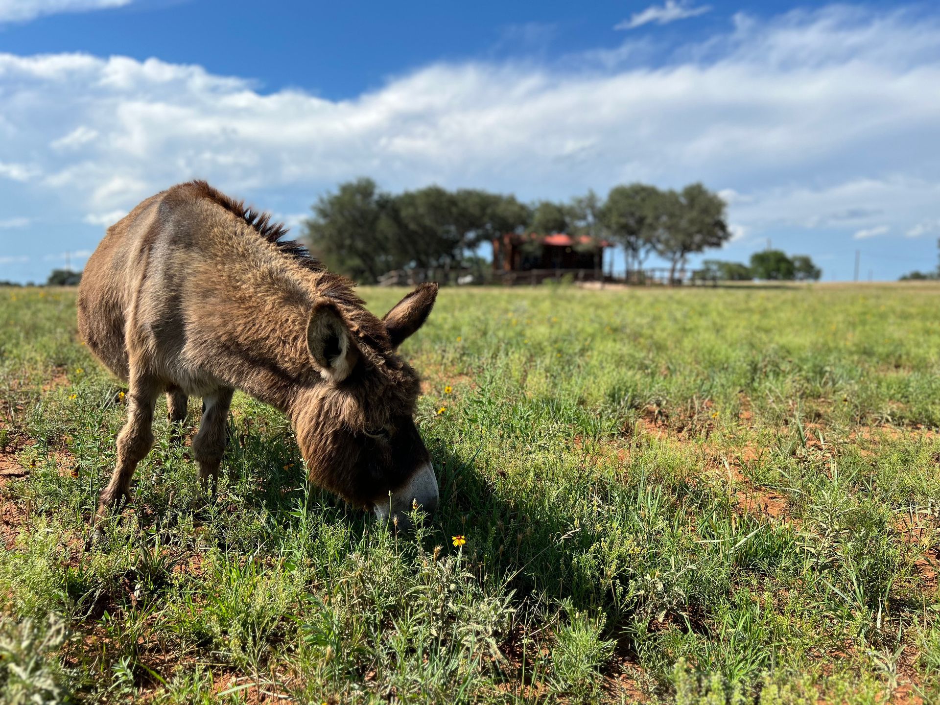 A donkey is grazing in a grassy field.