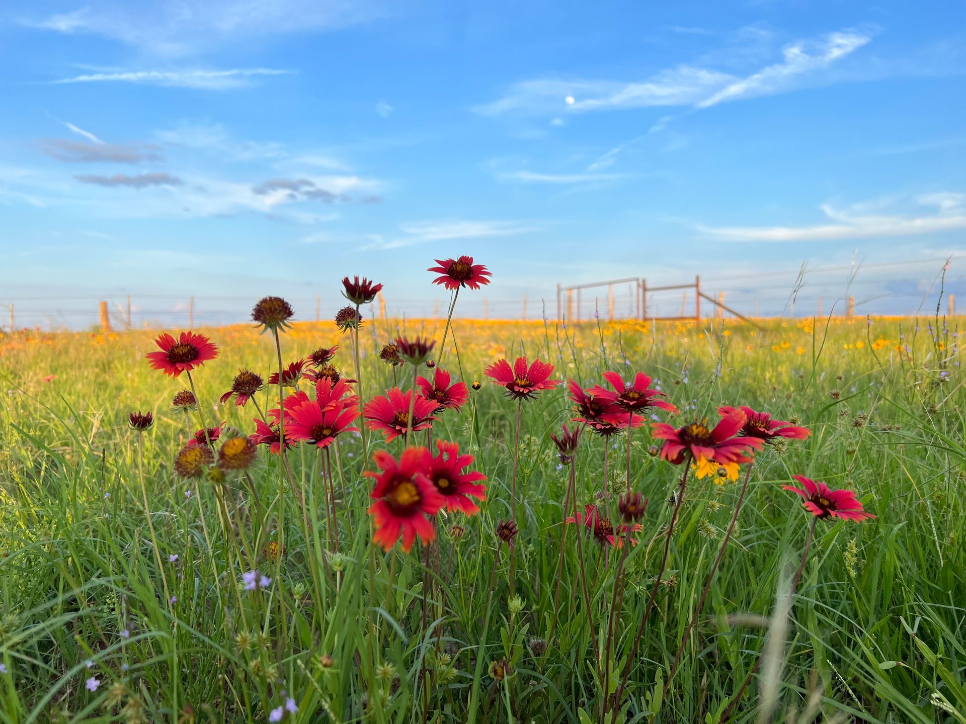 A field of red and yellow flowers with a fence in the background.