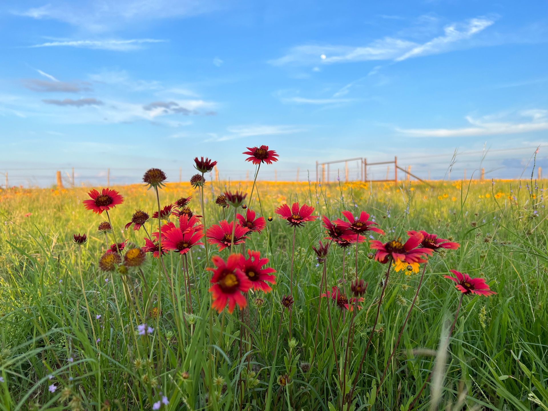 A field of red and yellow flowers with a fence in the background.