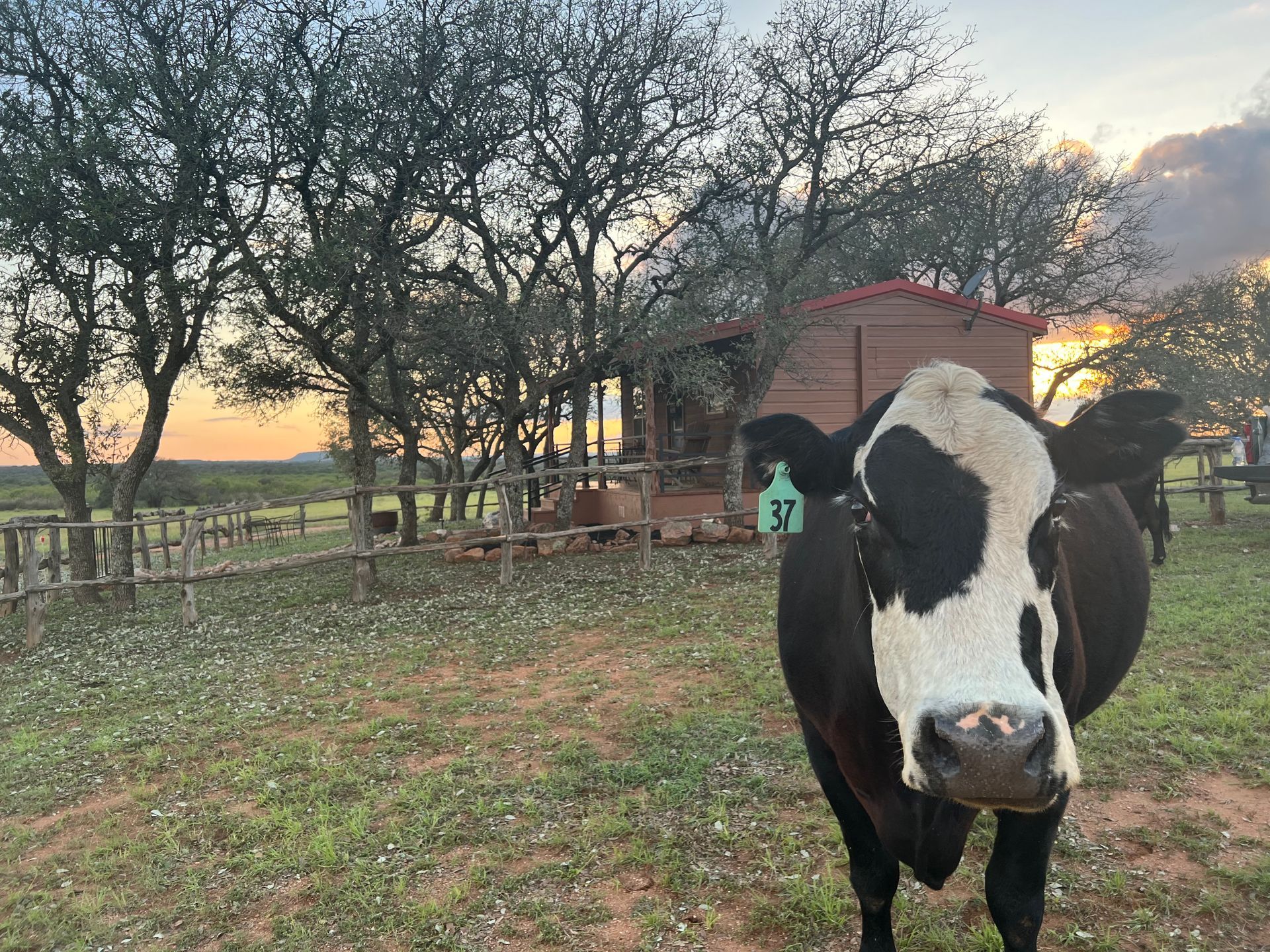 A black and white cow with a tag on its neck is standing in a field.