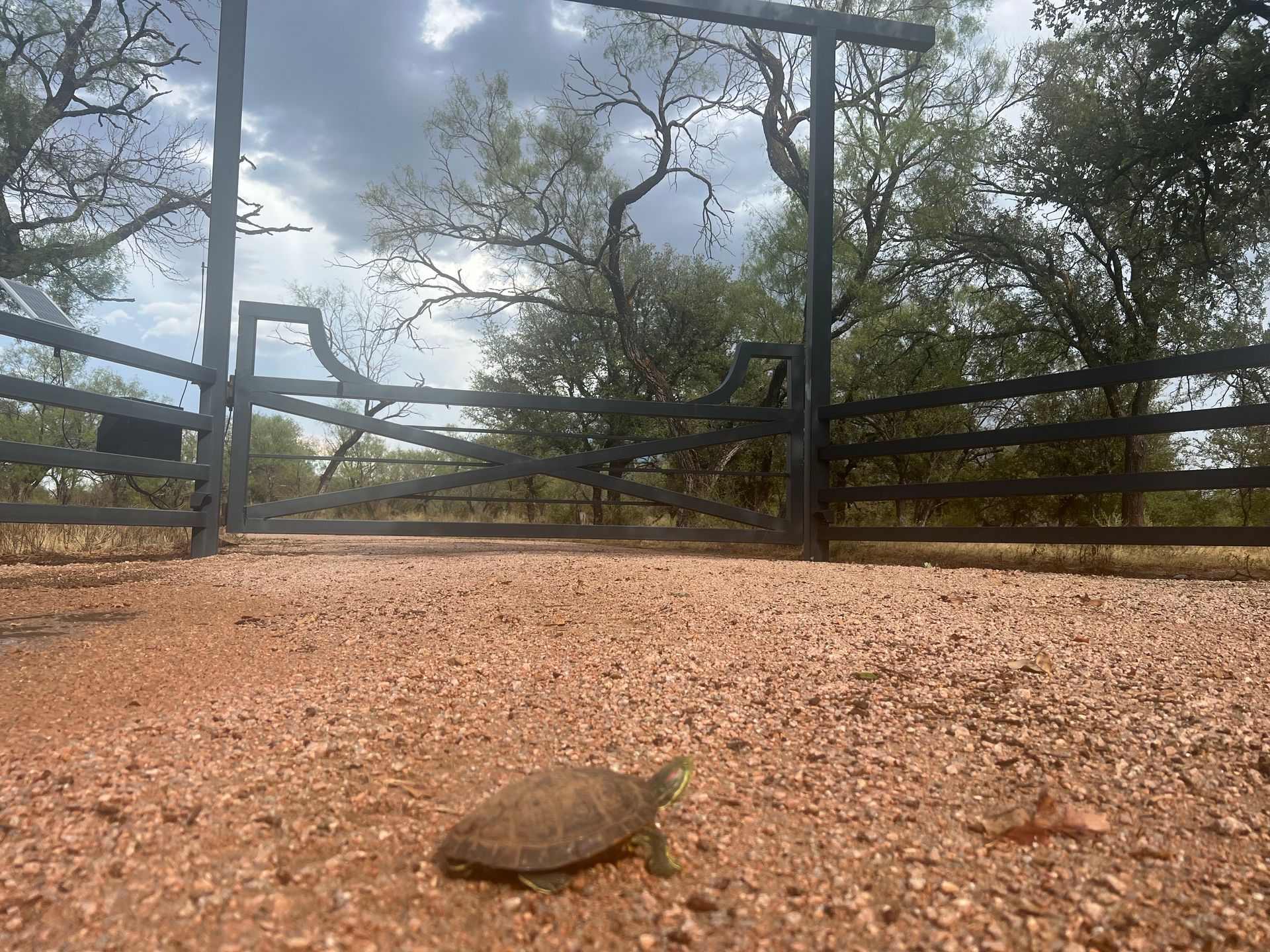 A turtle is sitting on the ground in front of a gate.