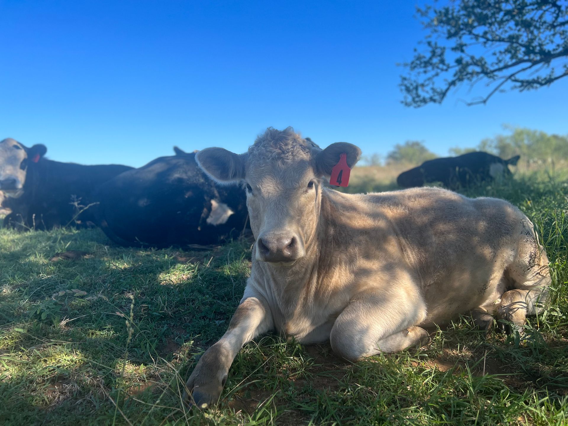 A cow is laying in the grass in a field with other cows.