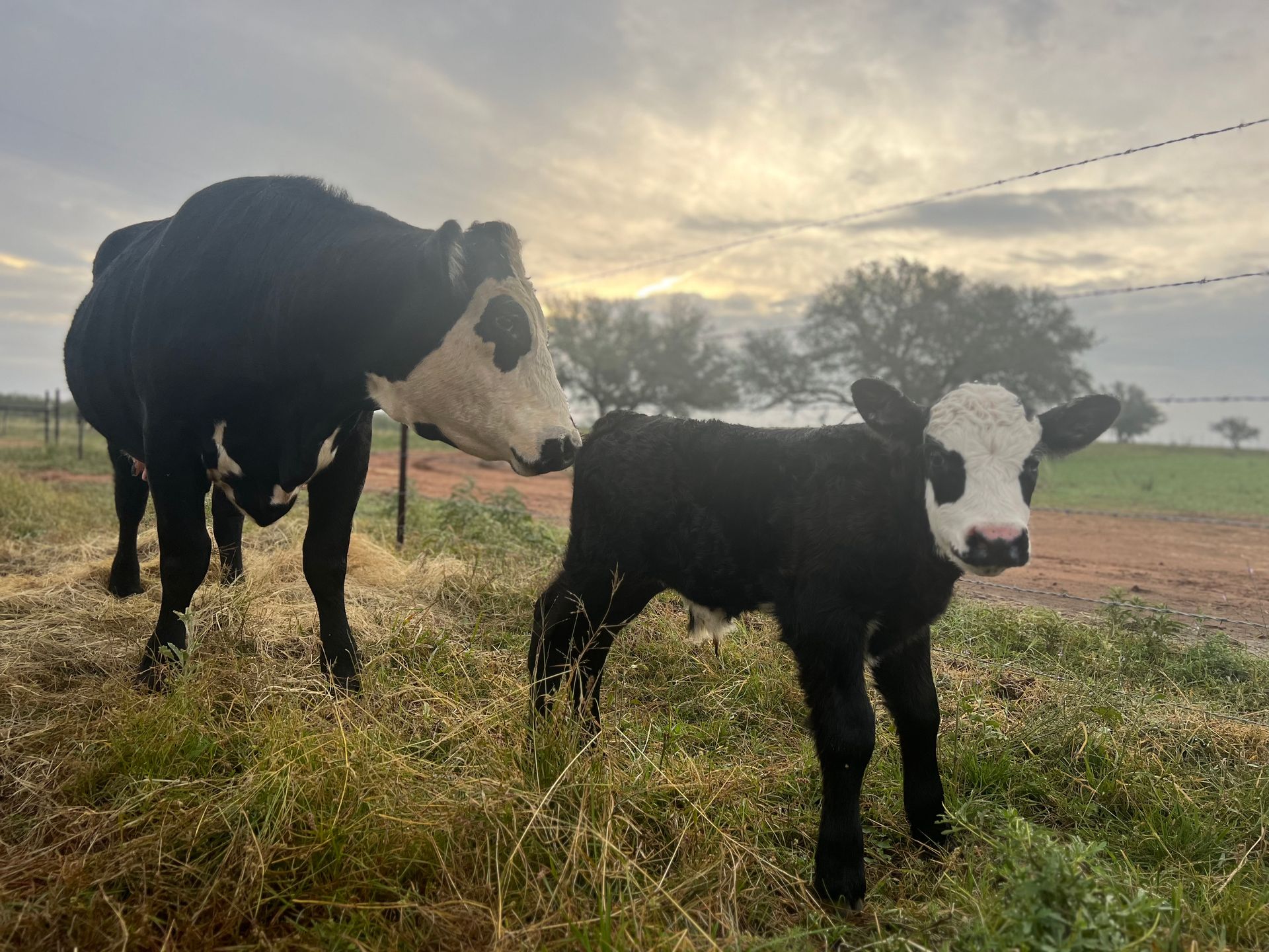 Two cows are standing next to each other in a field.
