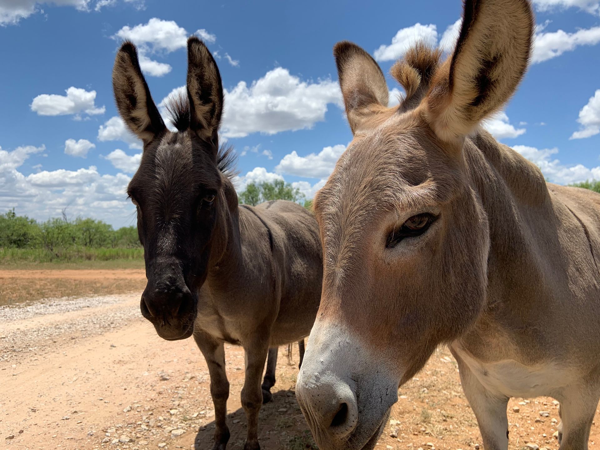 Two donkeys are standing next to each other on a dirt road.