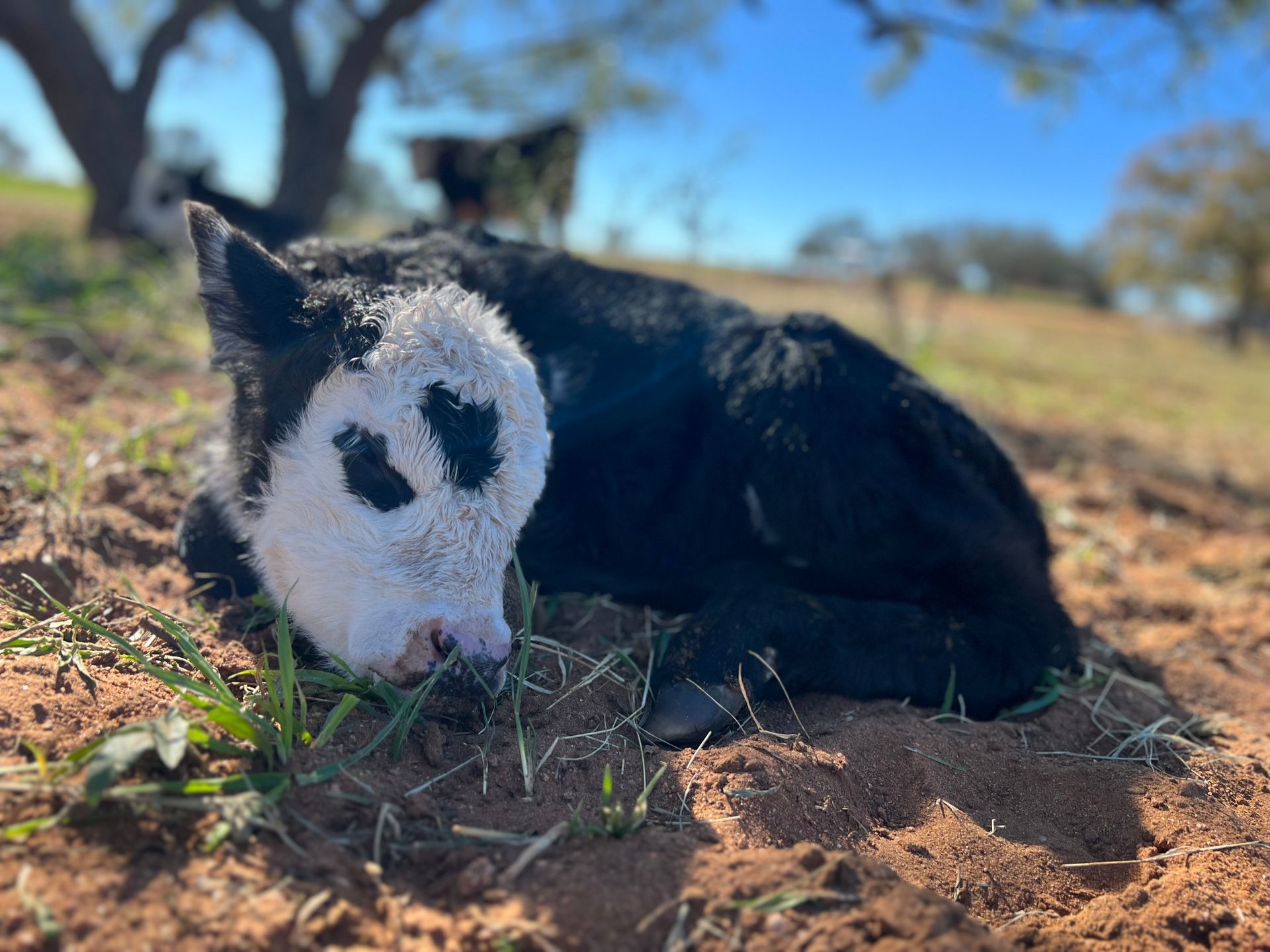 A black and white cow is laying in the dirt in a field.