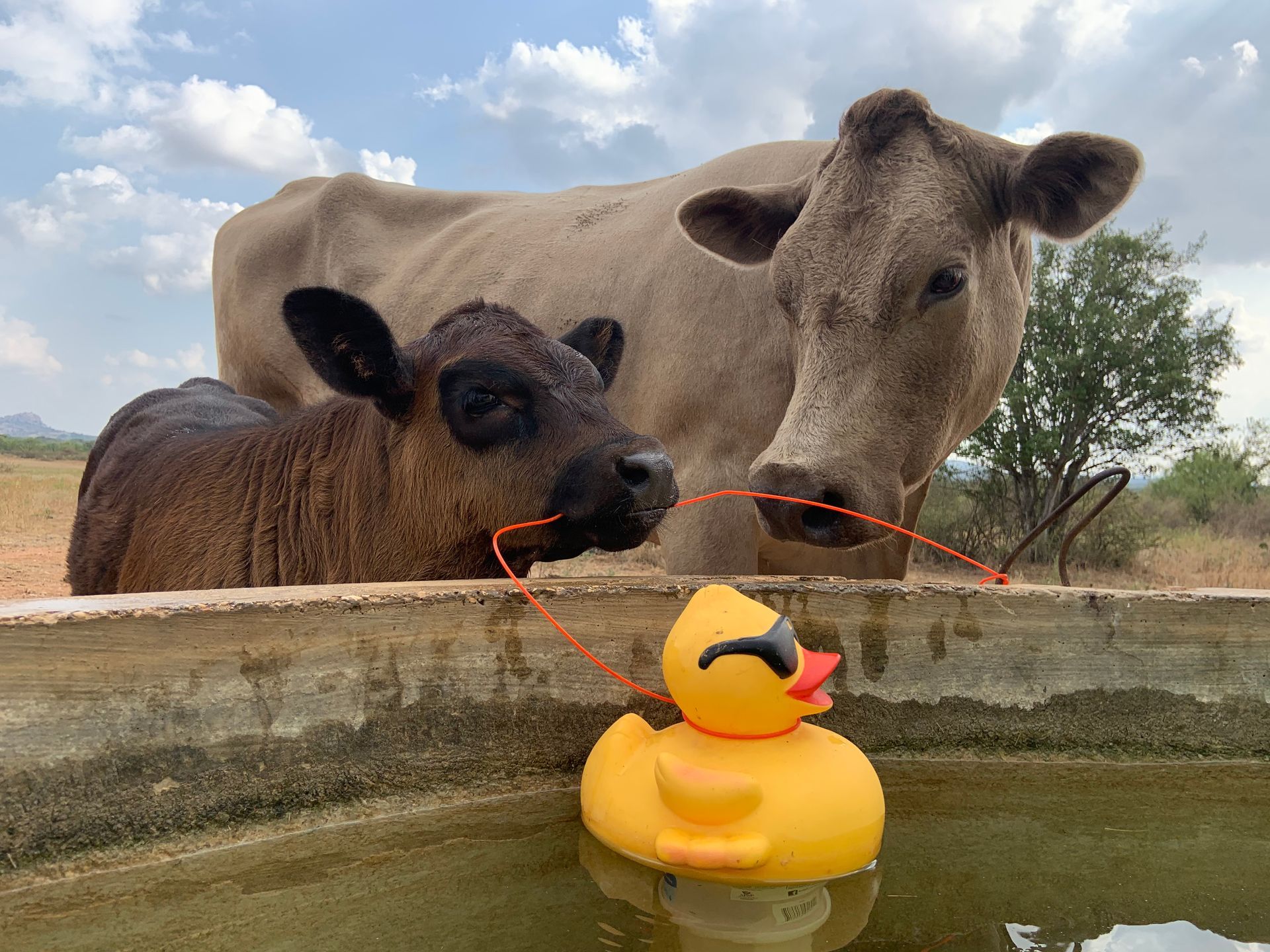 Two cows standing next to a rubber duck in a pond