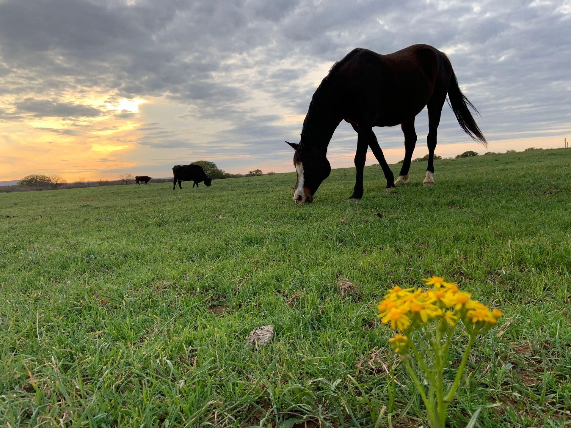 A horse is grazing in a field with a yellow flower in the foreground.