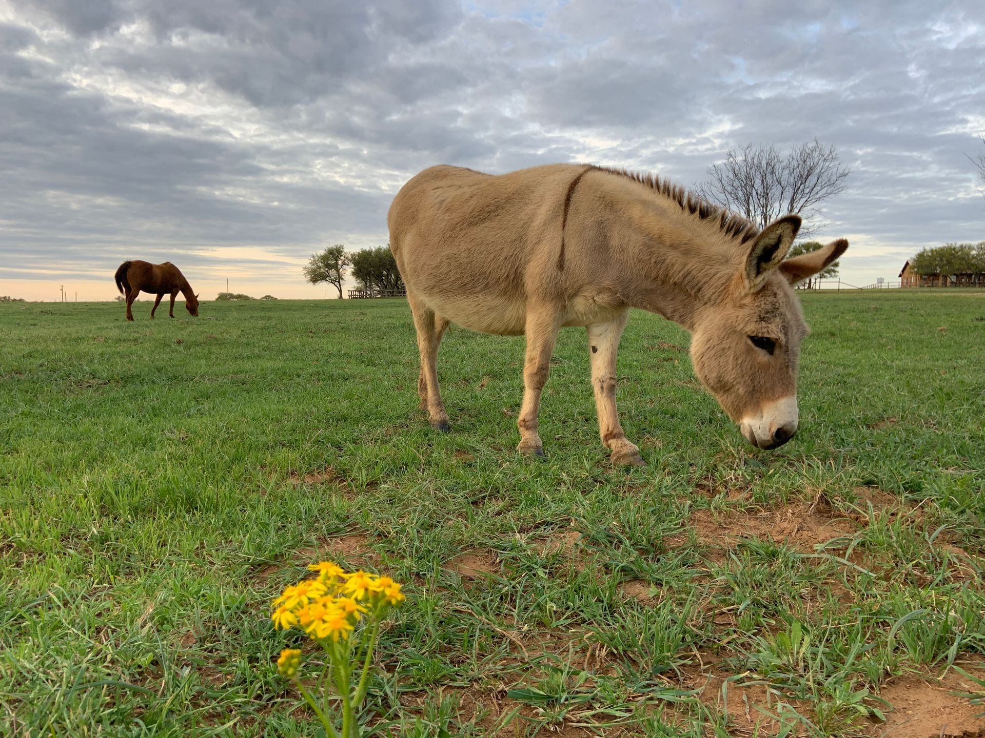 A donkey is grazing in a grassy field with two horses in the background.
