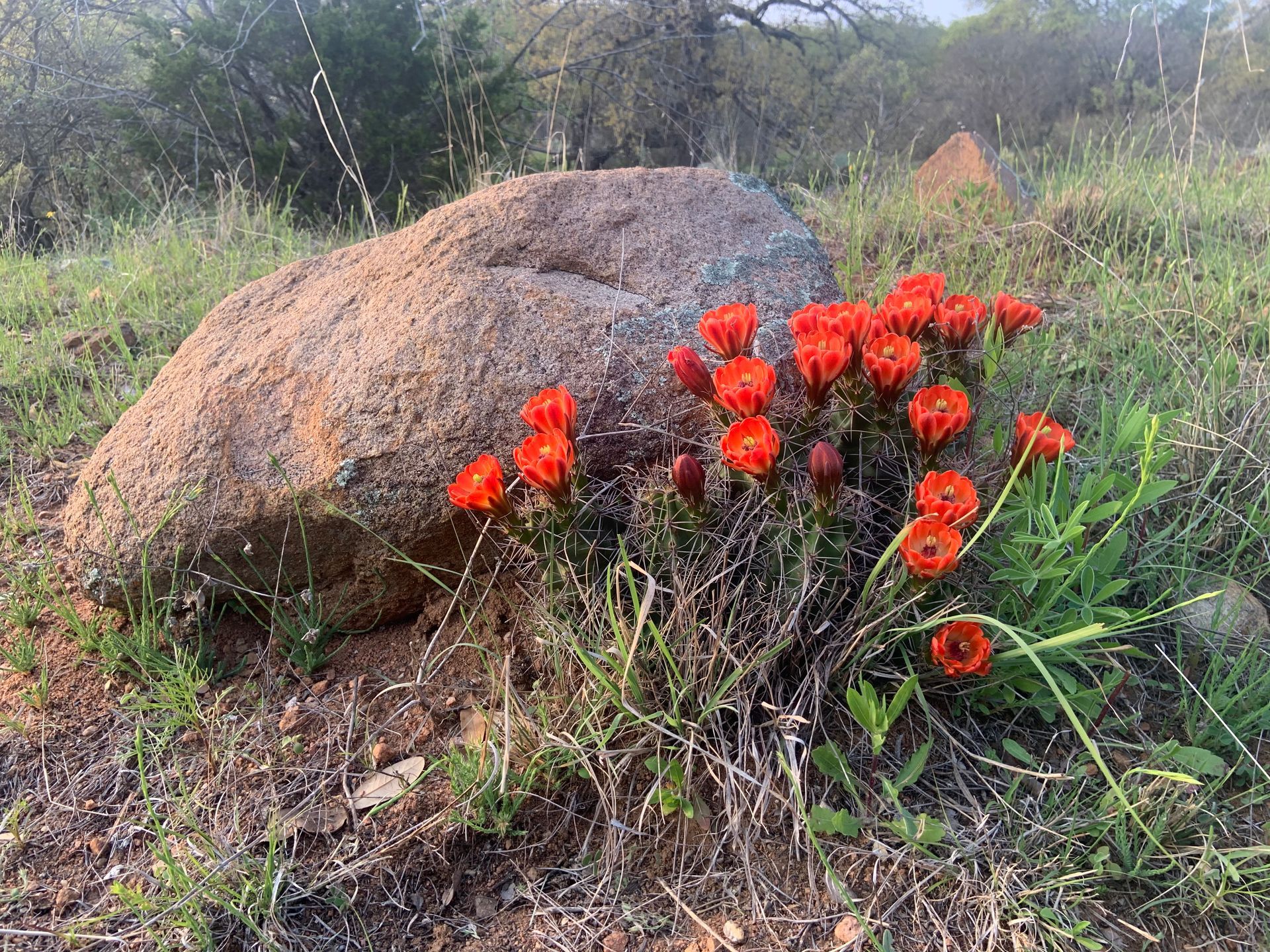 A bunch of red flowers are growing next to a large rock in a field.