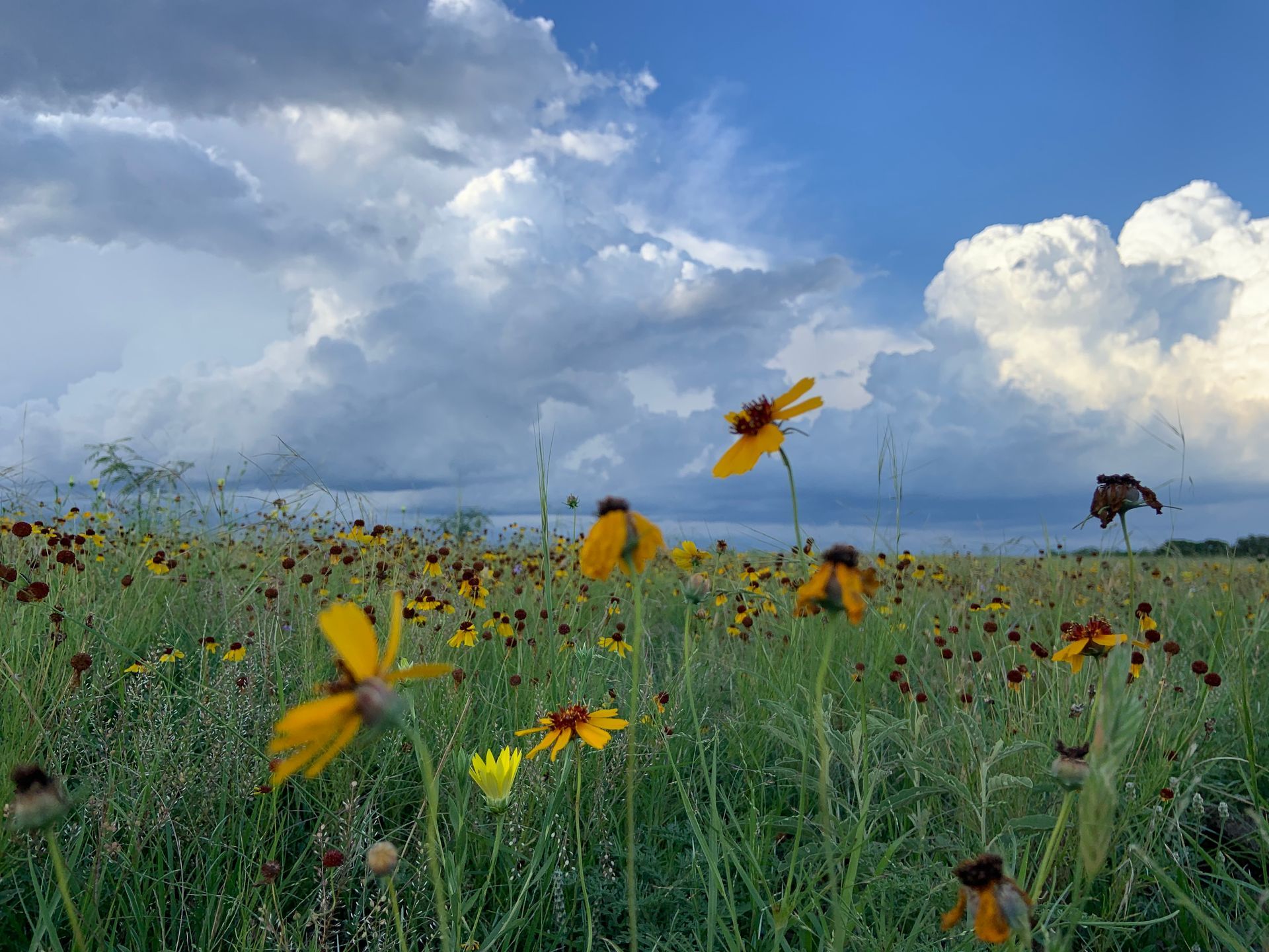 A field of yellow flowers with a cloudy sky in the background.