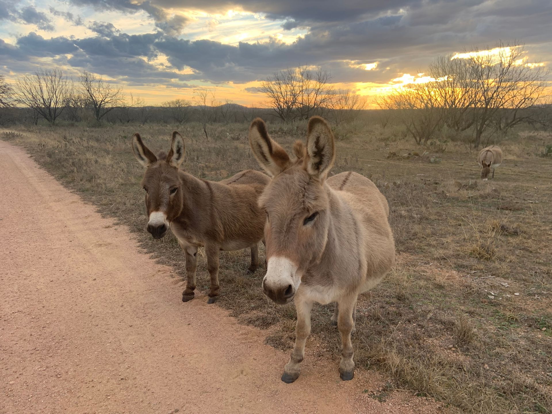 Two donkeys are standing next to each other on a dirt road.