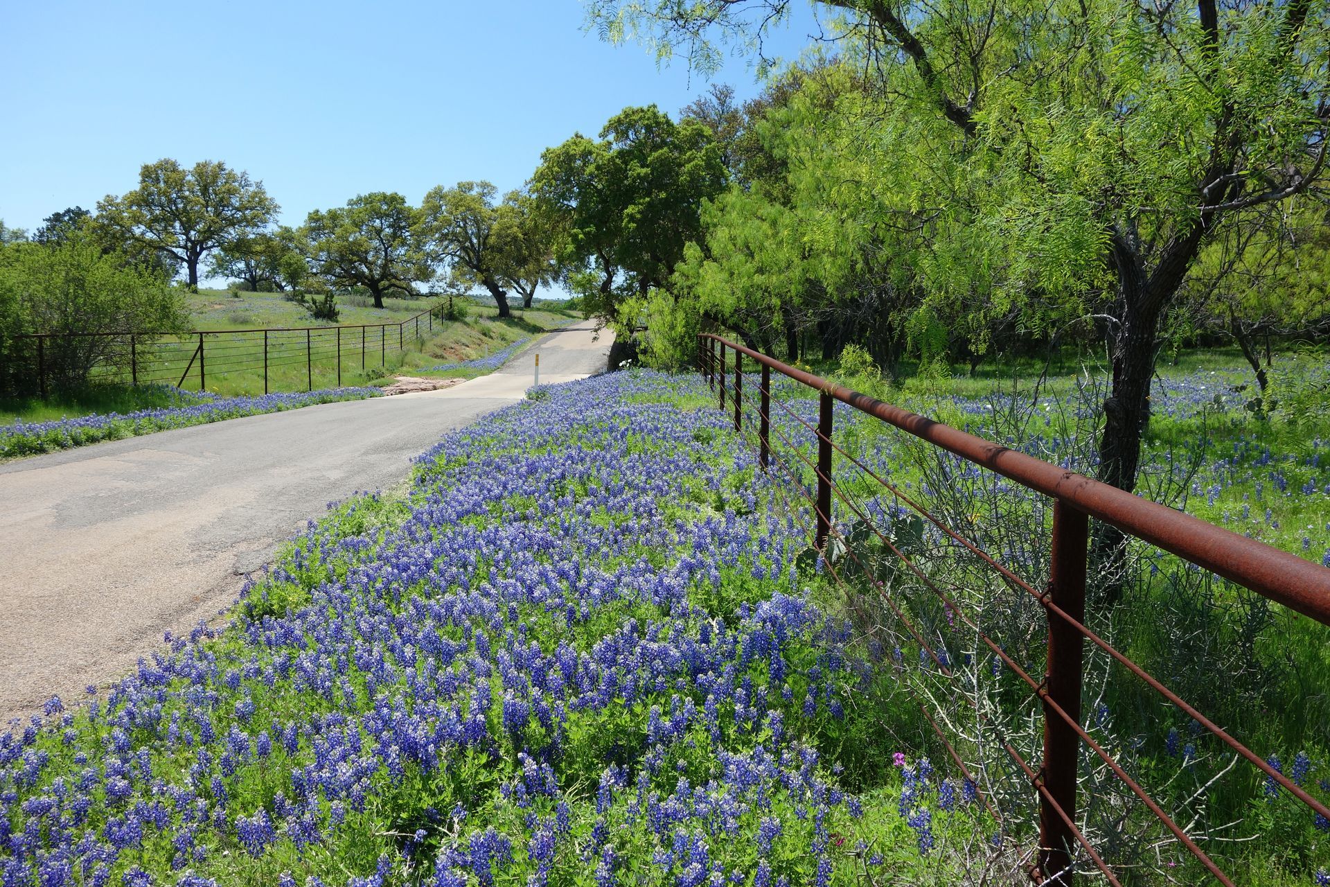 A dirt road with purple flowers on the side of it