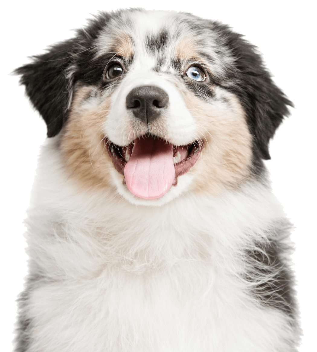 Australian Shepherd