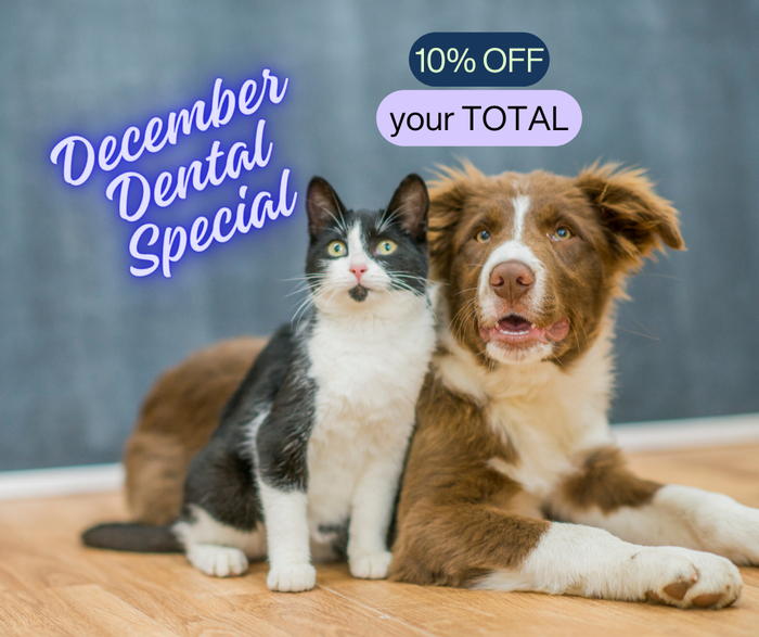 December Dental Special - Schedule Now