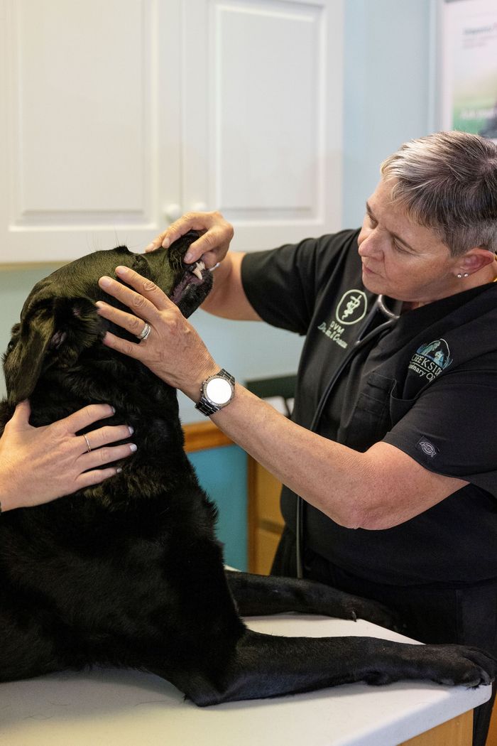 Dr. Crowe with an exam on Charlie, Puppy with a Purpose 