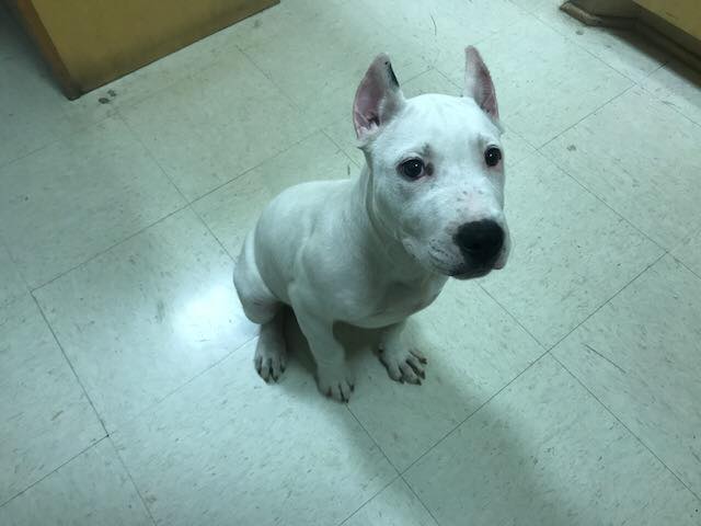 Argentine Dogo crop