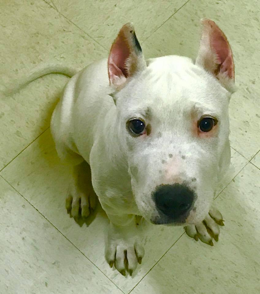 Another beautiful Dogo