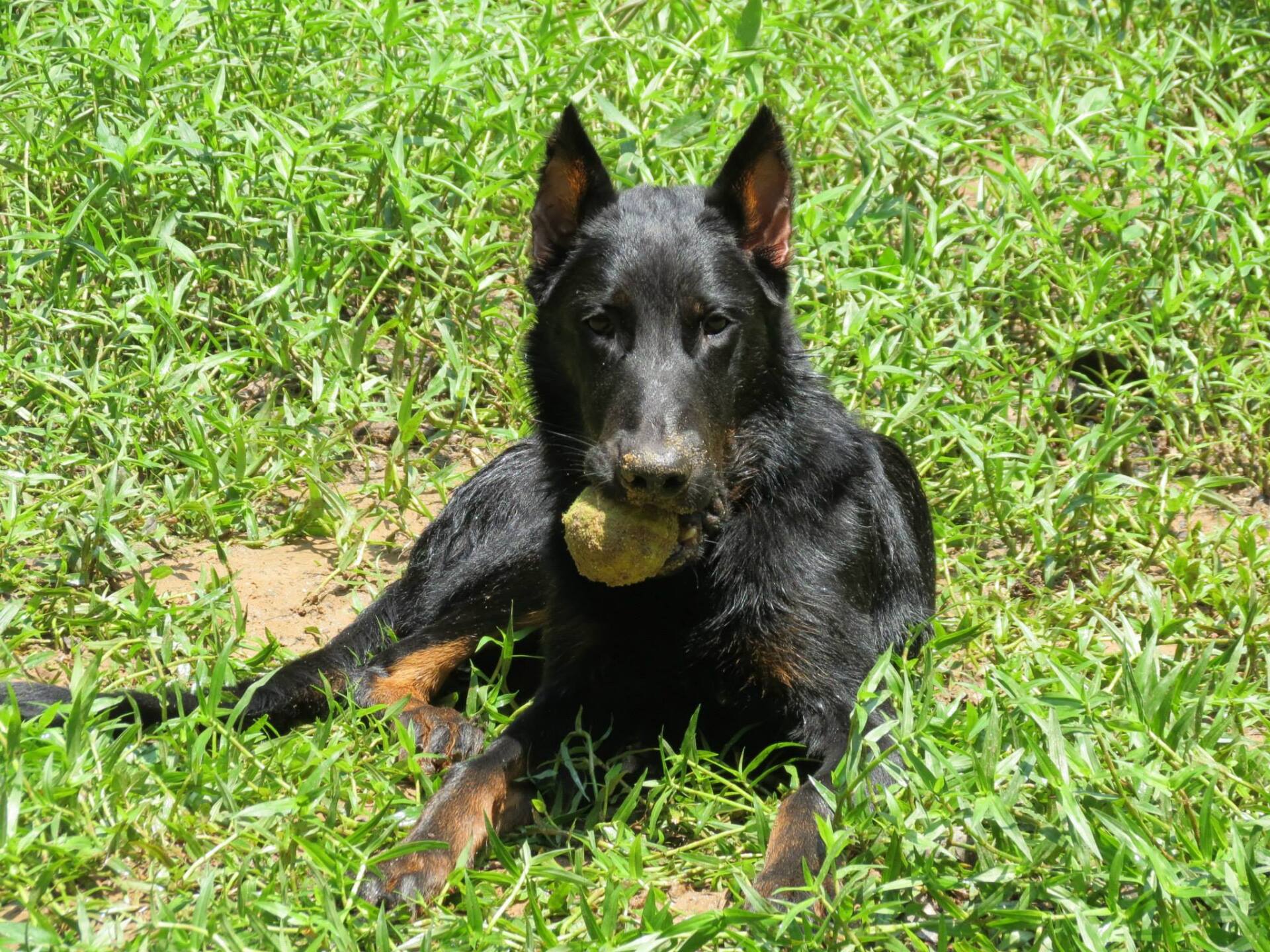 Beauceron Crop