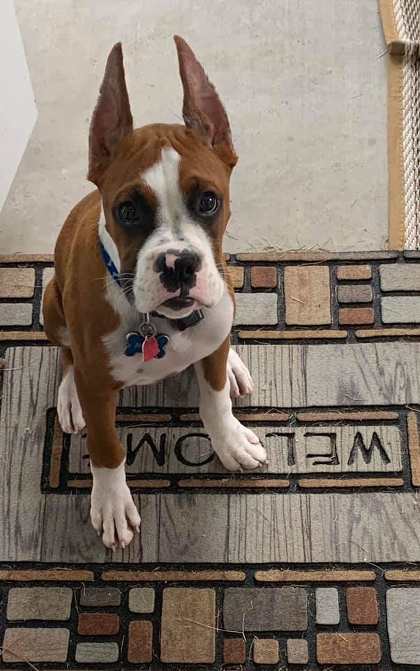 Boxer Crop
