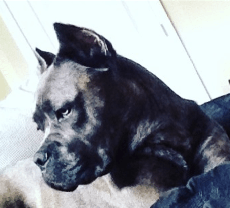 Cane Corso crop