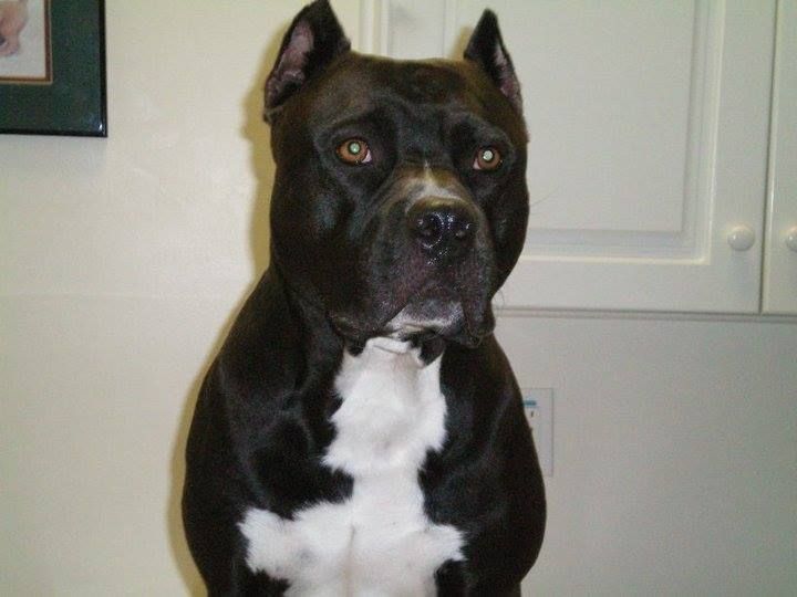 Pit Bull Corrective surgery