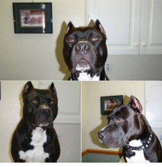 Corrective ear crop surgery