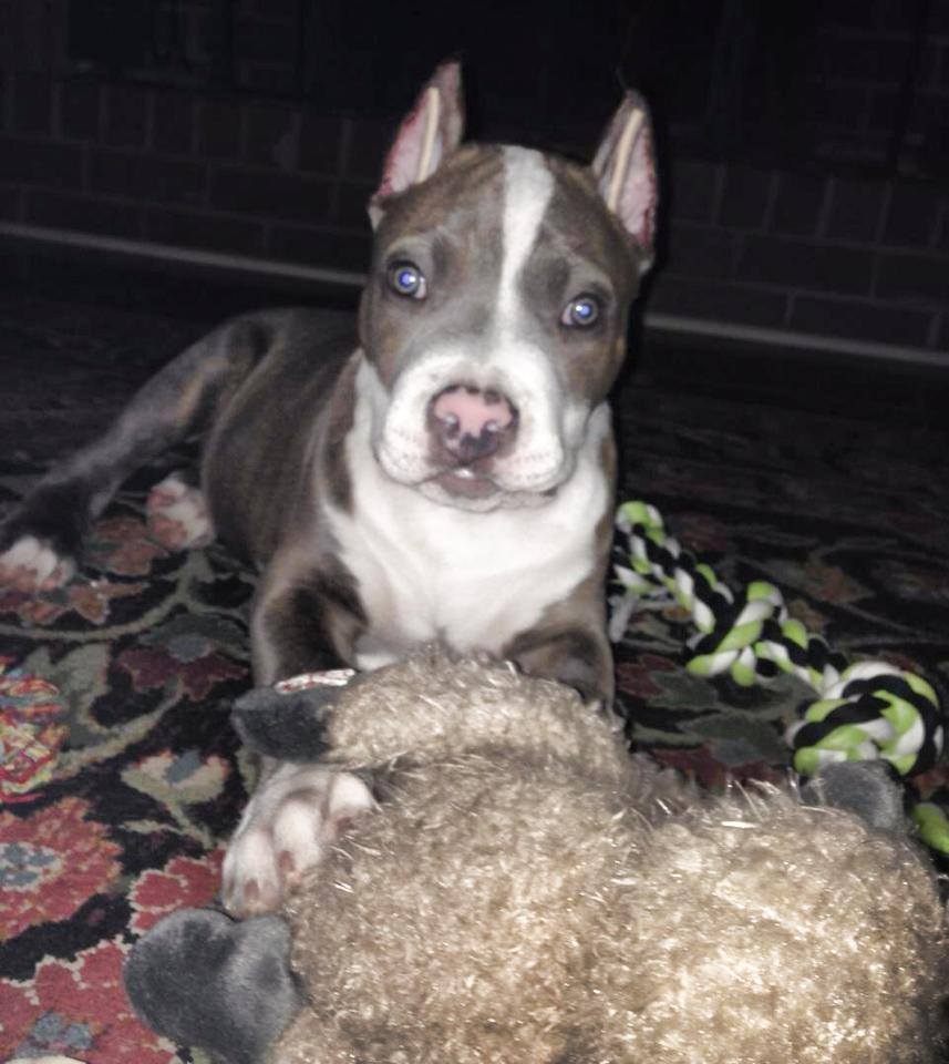 Blue Pitty Crop