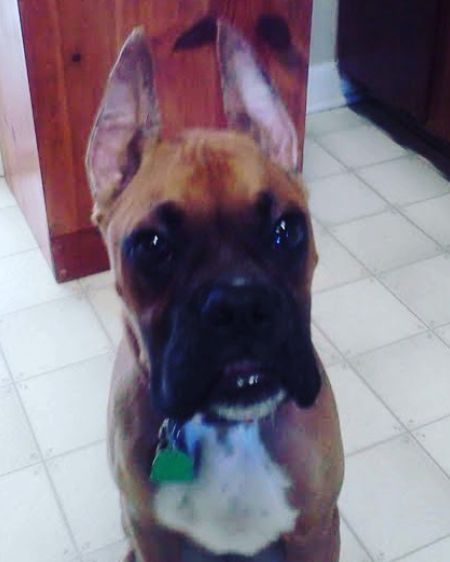 Coach- Boxer Xrop