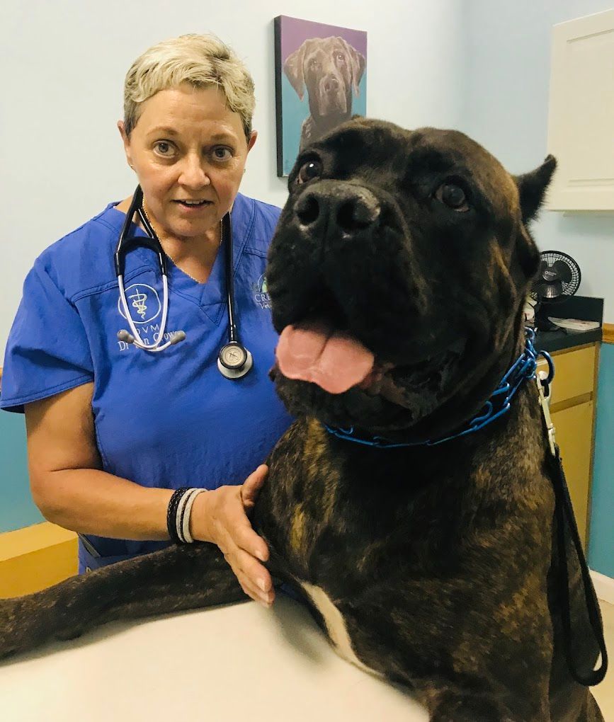 Cane Corso Crop