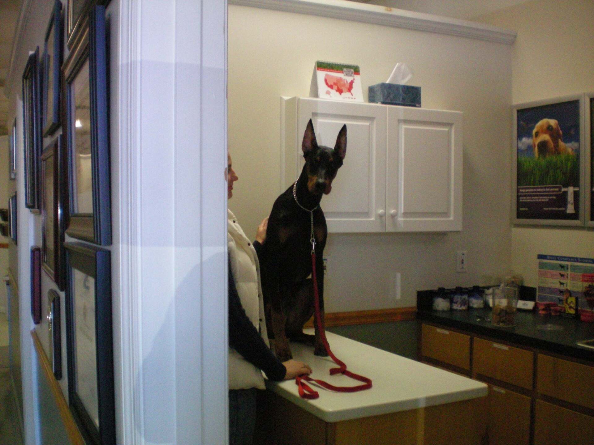 Diesel - long Dobie crop