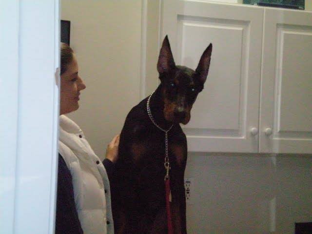 Diesel