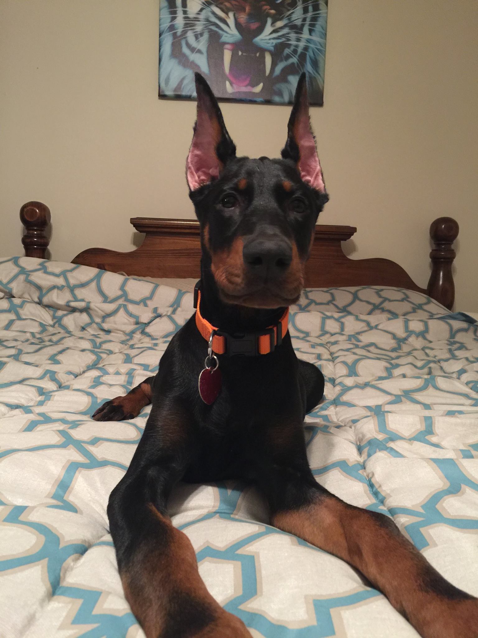 Beautiful Dobie Pup