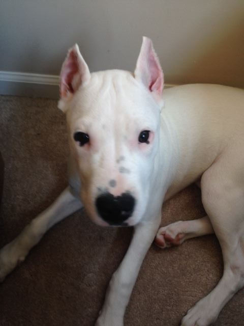 Argentine Dogo