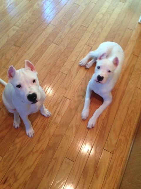 The DoGo Duo