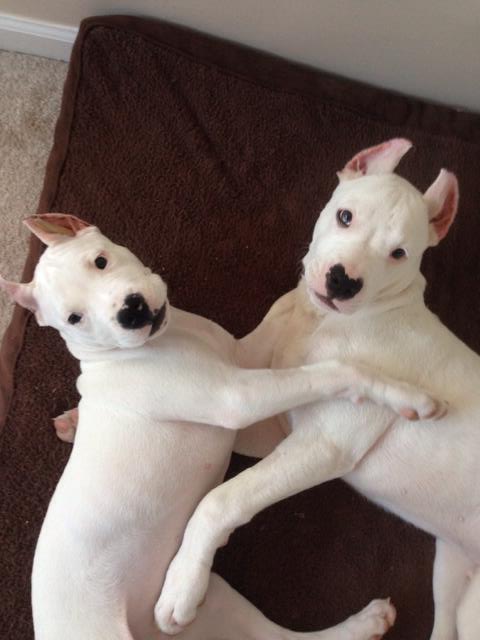 Double Trouble here....