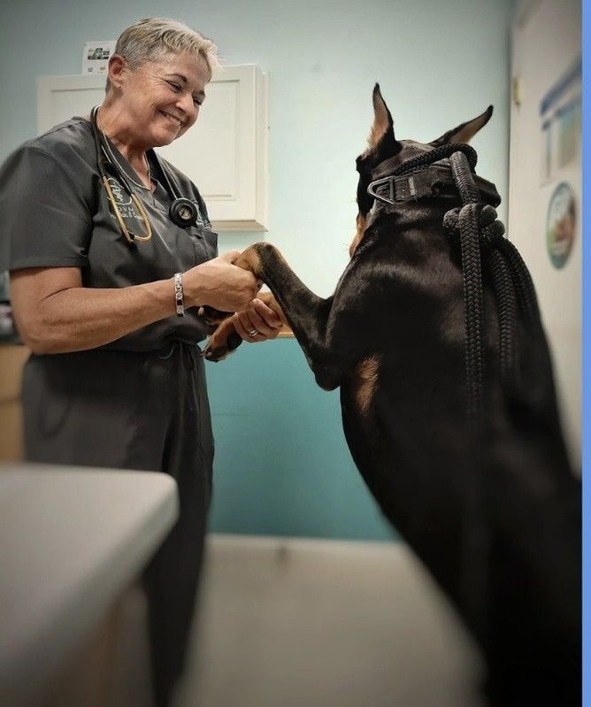 Dr. Crowe dances with Dobies 