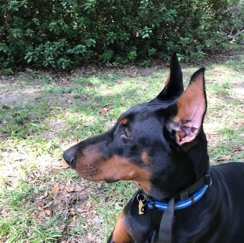 Samson - one of Dr. Crowe's crops