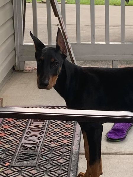 Remi - look at those ears!